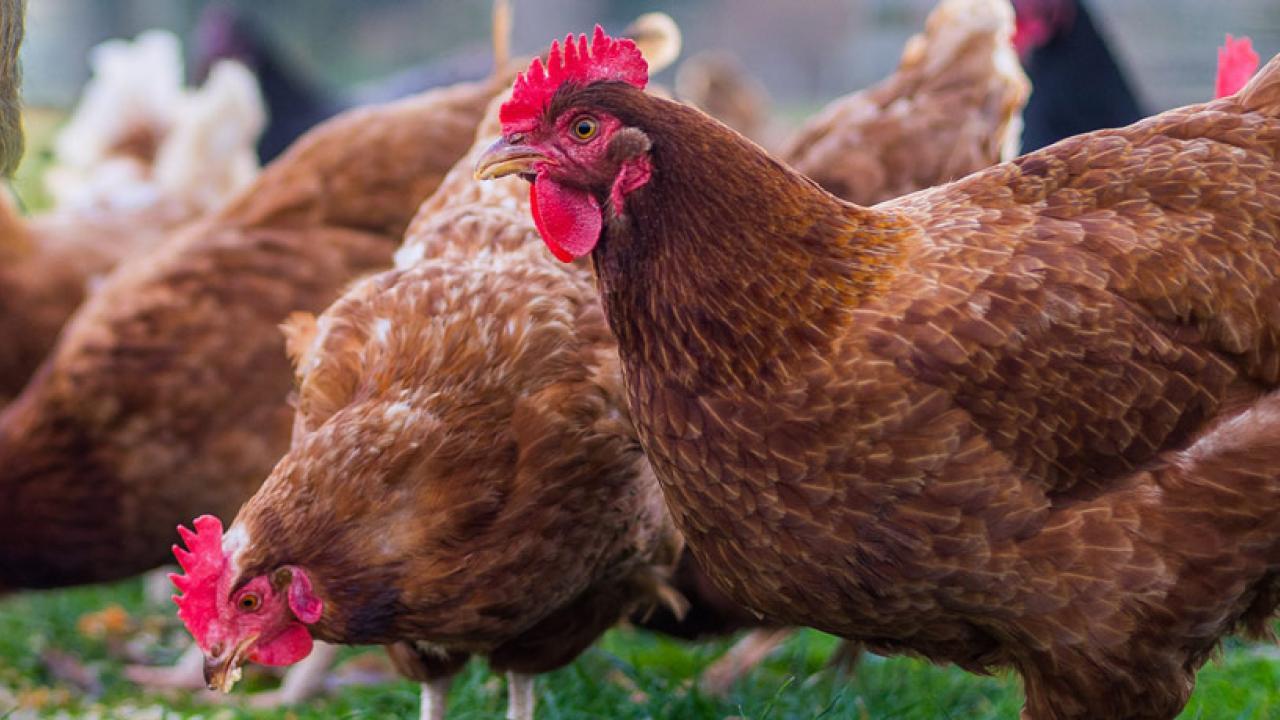 Poultry Farm