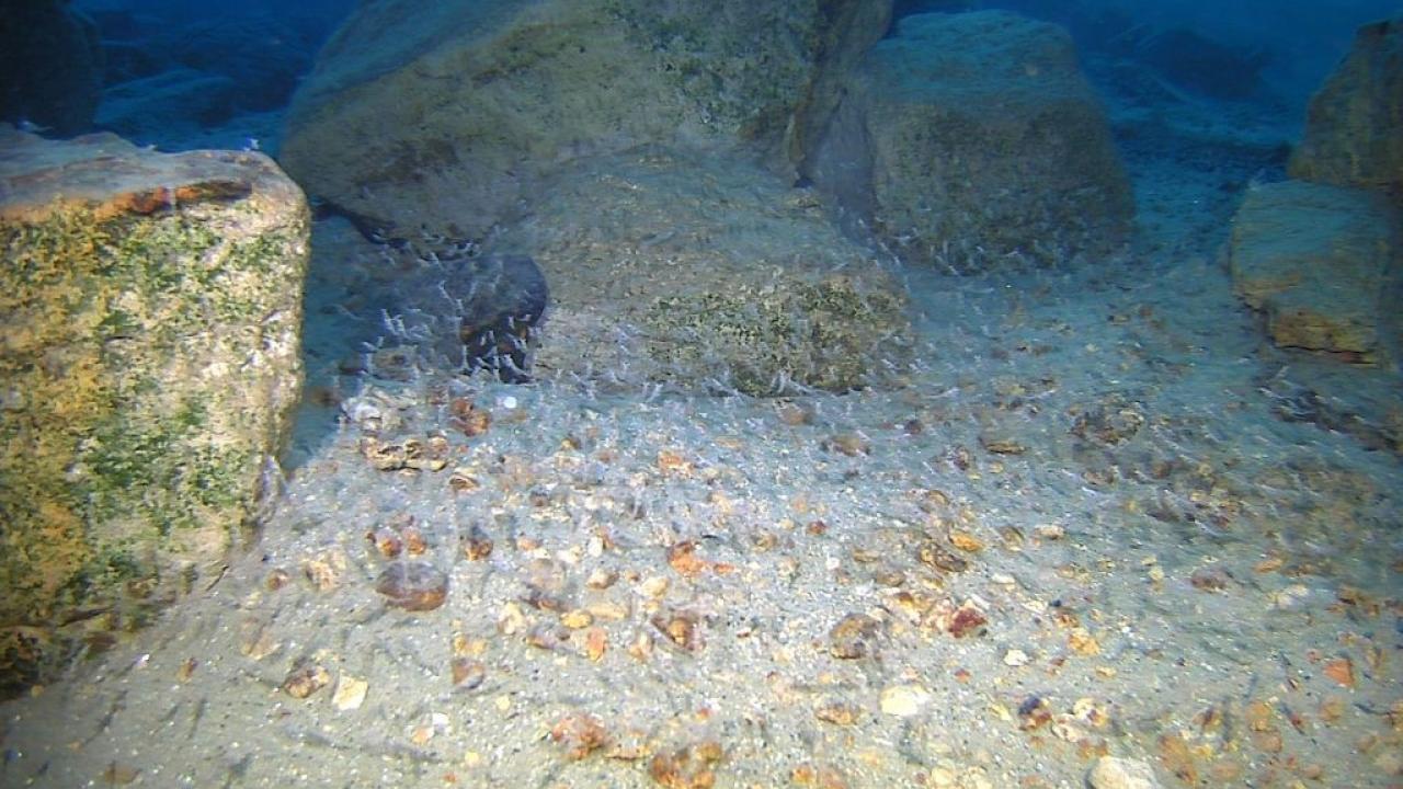 Invasive Shrimp