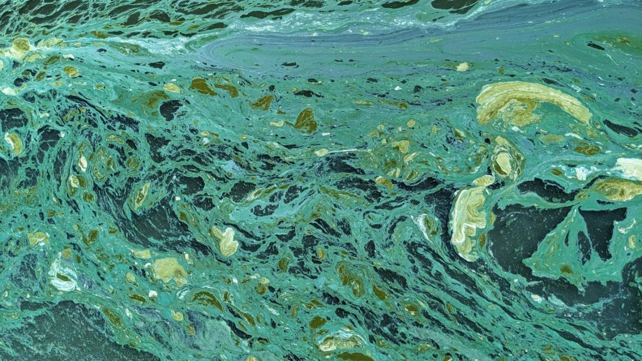 A photograph of a harmful algal bloom, or HAB, on the surface of Clear Lake.