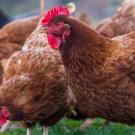 Poultry Farm